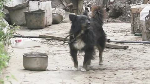 A mongrel (yard dog) on a chain barks Video stock 145686509
