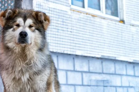 Mongrels sits in front of the house Stock-Fotos