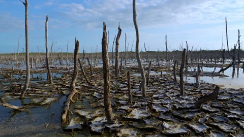 MONGROVE DEATH Stock-Footage 250364376