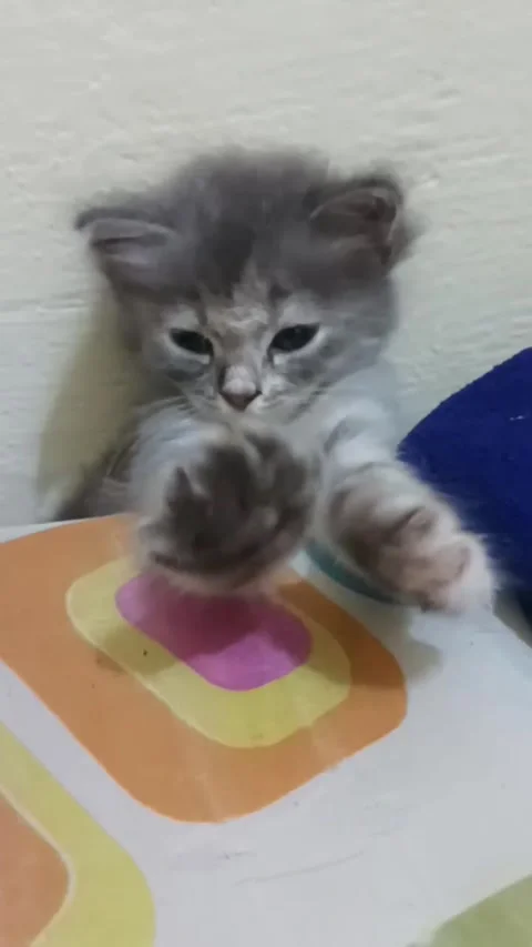 Monica the cat Video stock 258921726