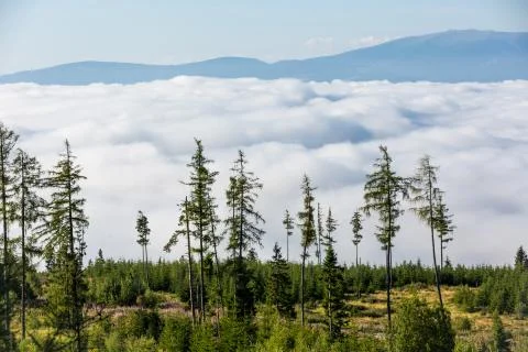 Moning mist in valley Stock Photos