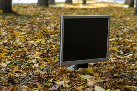 The monitor from the computer is on the autumn yellow foliage Stock Photos