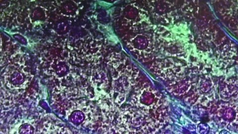 Monitor laboratory microscope Stock Footage 73387576