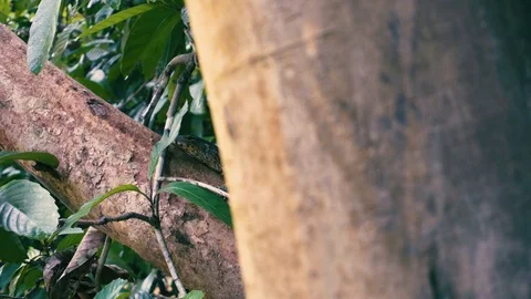 Monitor lizard 1 Video stock 82176956