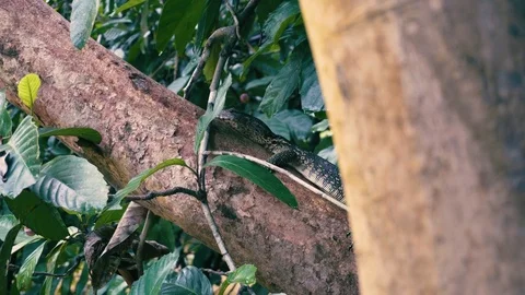 Monitor lizard 2 Stock-Footage 82176977