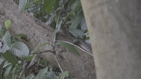 Monitor lizard 2 slog2 Video stock 82446952