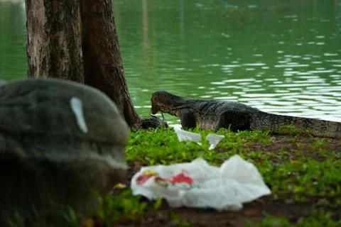 Monitor lizard about to eat fish, Lumpini park, Bangkok  Stock Photos