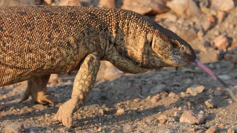 Monitor lizard in afternoon sunlight in Khomas Highland, Namibia Video stock 104004642
