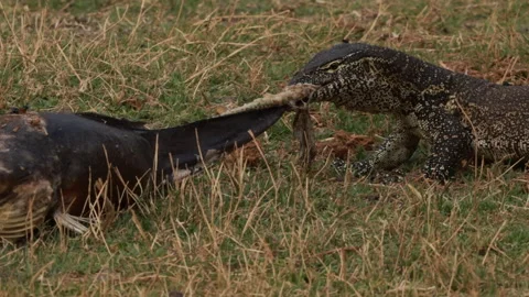 A monitor lizard aggressively pulls on the carcass of a dead animal in the wild. Stock Footage 304739687