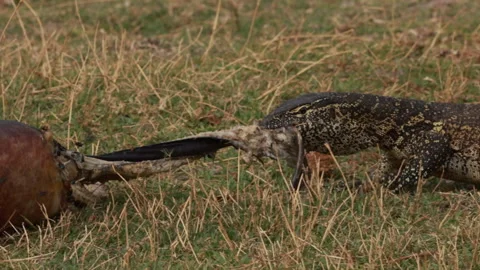 A monitor lizard aggressively pulls on the carcass of a dead animal in the wild. Stock Footage 304739874