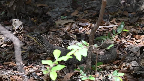 Monitor lizard, also Goanna, in tropical north Queensland. Stock Footage 330229918