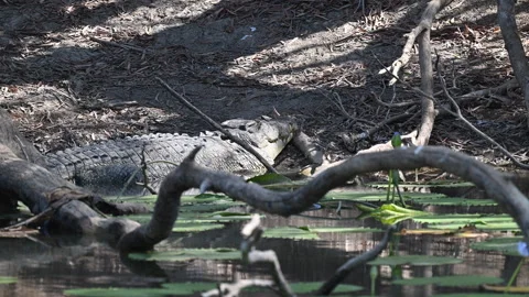 Monitor lizard, also Goanna, in tropical north Queensland. Stock Footage 330229971