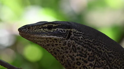 Monitor lizard, also Goanna, in tropical north Queensland. Stock Footage 330230365