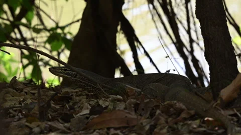 Monitor lizard, also Goanna, in tropical north Queensland. Stock Footage 330230820
