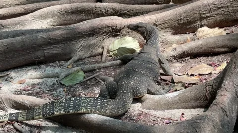 Monitor Lizard Among Tree Roots in Krabi Thailand Stock Footage 346448257