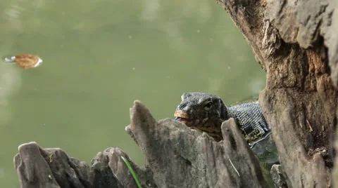 Monitor Lizard Bangkok Video stock 42710535
