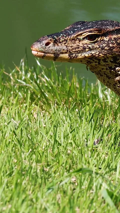 Monitor Lizard in Bangkok Park Vídeo Stock 304653617