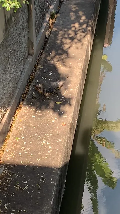 Monitor lizard in the Bangkok sewers Видео 344744646