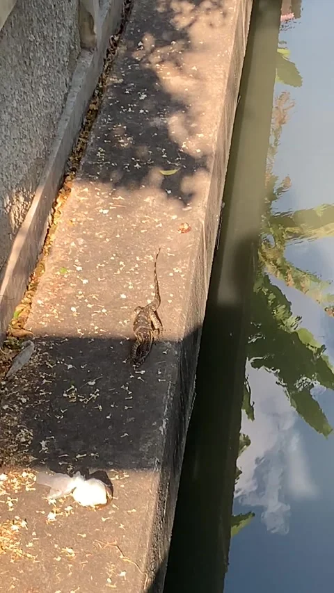 Monitor lizard in the Bangkok sewers Stockbeeldmateriaal 344744656