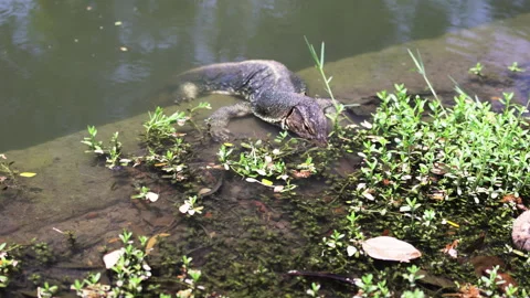 Monitor lizard basking in sun in pond. Video stock 305773813