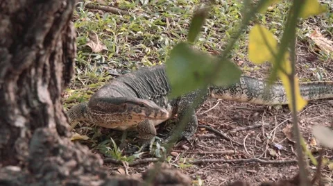 Monitor lizard behind a tree, Lumpini park, Bangkok Video stock 65241580