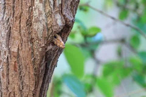 Monitor Lizard in the bird's hole (nest) Stock Photos