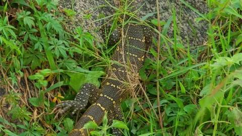 Monitor lizard blending into the vibrant green grass and dense vegetation Stock Footage 328092969