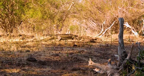Monitor Lizard in Botswana 動画素材 104991016