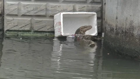 Monitor lizard in canal in Bangkok, Thailand Stock Footage