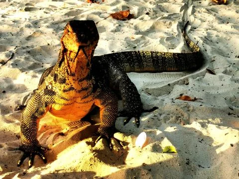 Monitor lizard catching the sun on the beach Stock Photos
