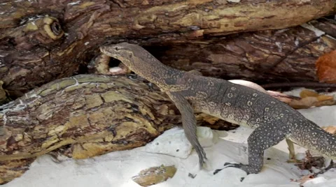 Monitor lizard climbing over trees Stock Footage 51020884
