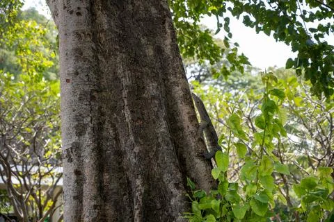 Monitor lizard climbing tree in Lumphini Park Stock Photos