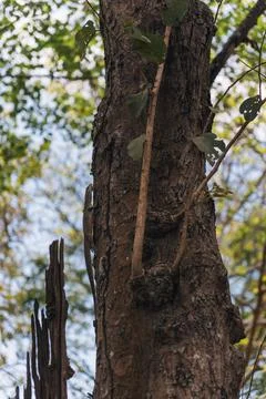 Monitor lizard climbing the trunk of a tree in a tropical forest Foto stock