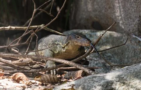 Monitor lizard climbing from the water Stock Photos