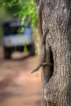 Monitor lizard climbs down the trunk of a tree, with its body stretched along Stock Photos