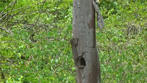 Monitor Lizard Clings To A Tree Stock-Footage 154680924