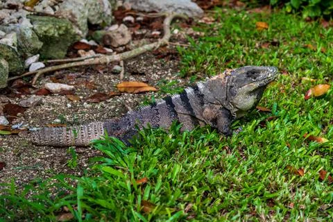 Monitor lizard close-up in the grass Stock Photos