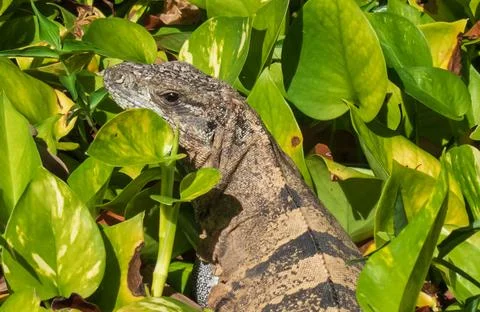Monitor lizard close-up in the grass Stock Photos
