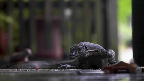 Monitor Lizard close up moving slowly in natural light (Varanus bengalensis) Stock Footage 105926904