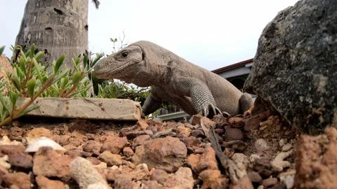 Monitor lizard up-close in Sri Lanka, HD. Stock Footage 143264088