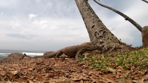 Monitor lizard up-close in Sri Lanka, HD. PT - 2 Stock Footage 143264956