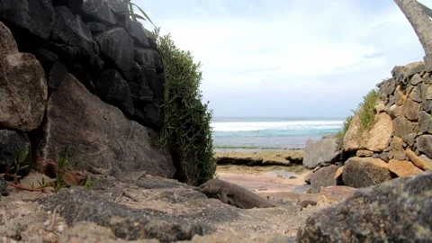 Monitor lizard up-close in Sri Lanka, HD. PT - 3 Stock Footage 143268307