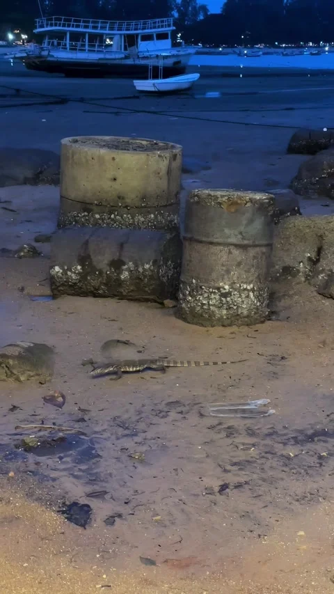 Monitor Lizard on a Coastal Shore at Dusk Stock Footage 276164556