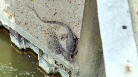 Monitor lizard crawling along a concrete ledge above a river Stock Footage 343737108