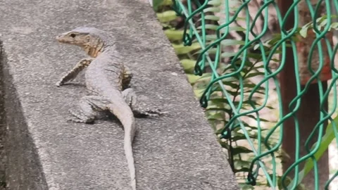 Monitor lizard crawling on a concrete wall Vidéo 346912203