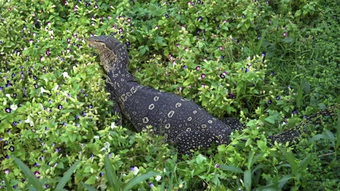 Monitor Lizard crawling on a small group of trees. Stock Footage 328919032