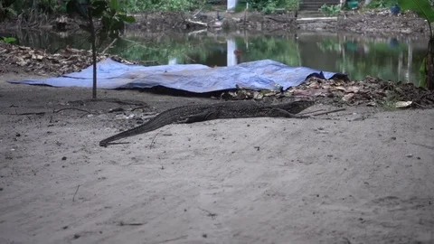 Monitor lizard crawling towards pond Video stock 82986602