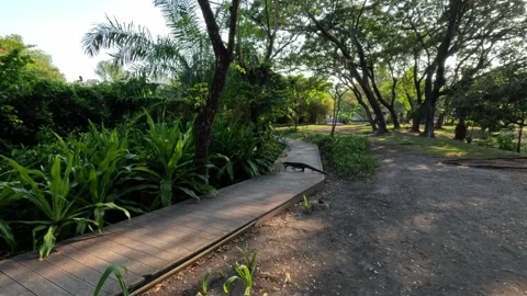 Monitor lizard crawling on wooden boardwalk in Bangkok green park Video stock 339980776