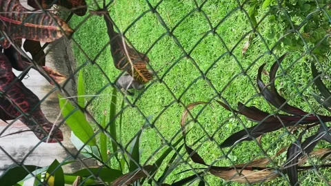 A monitor lizard crawls on the grass in a large enclosure Stock Footage 274664108