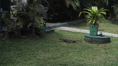 A monitor lizard crawls through the yard of the house Stock Footage 202728582